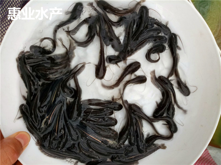 南方雜交大口鯰苗