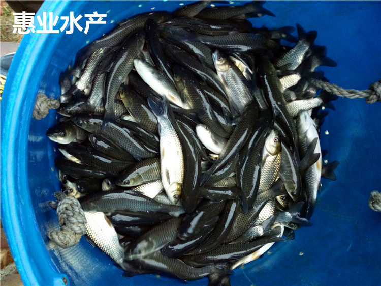 長江草魚苗