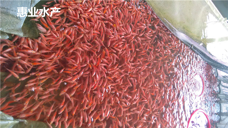 彩虹鯛 紅羅非魚苗