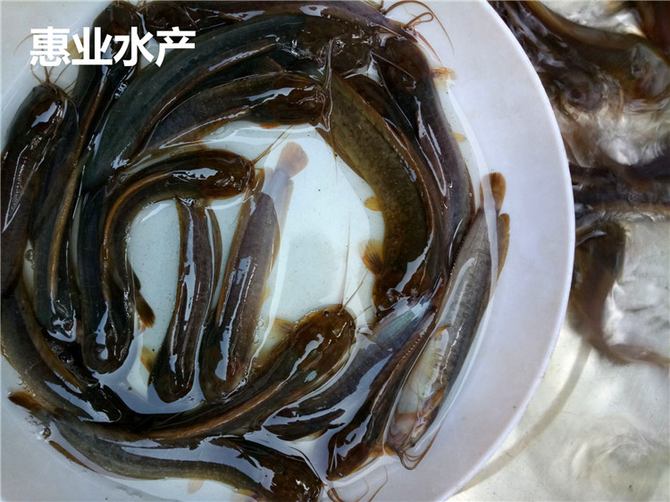 本地塘虱（土滑哥）魚苗