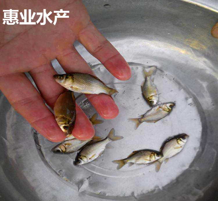 鯽魚苗
