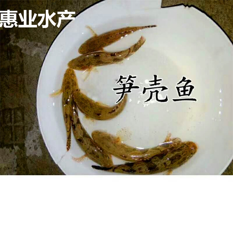 筍殼魚