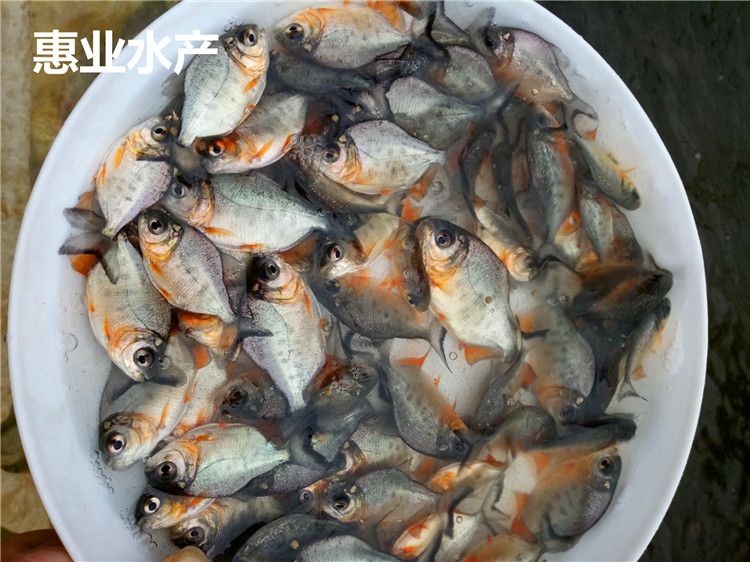 淡水紅鯧（白鯧）苗