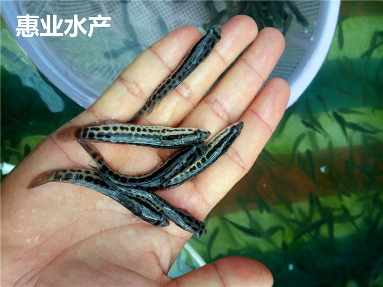 黑魚苗（生魚苗）