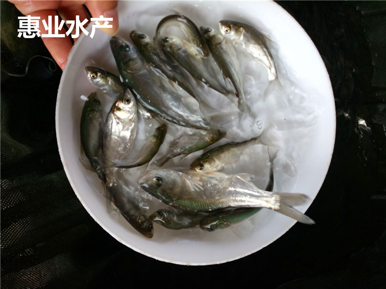 白鰱魚苗