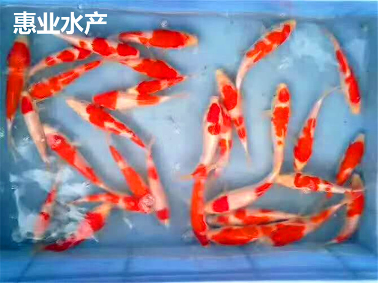錦鯉魚苗