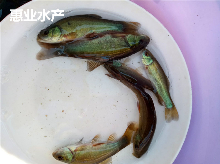丁桂魚苗