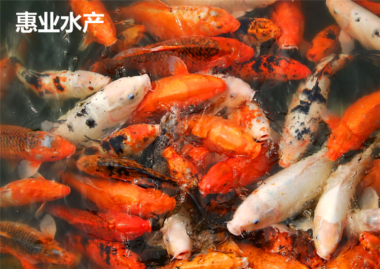 錦鯉魚苗