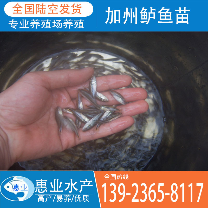 大量供應鱸魚苗 加州鱸魚苗 魚苗