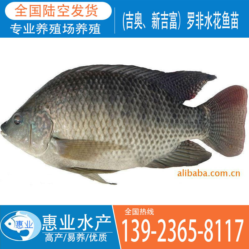 大量供應高雄性吉奧魚苗