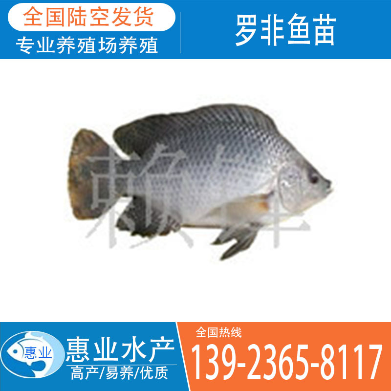 大量供應羅非魚苗