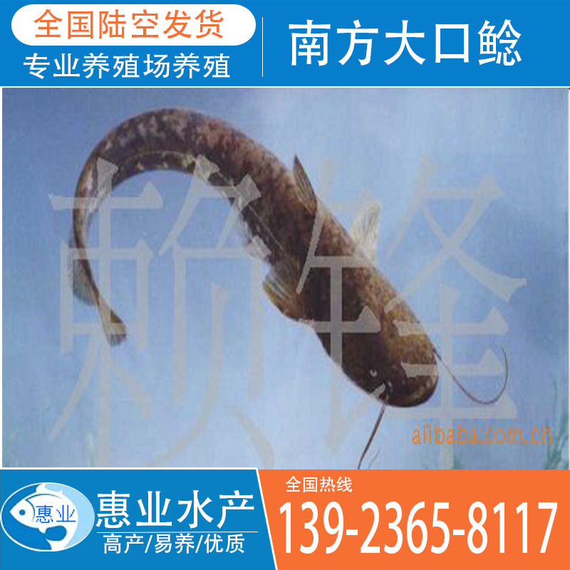 南方大口鯰,雜交鯰魚苗 淡水魚苗出售