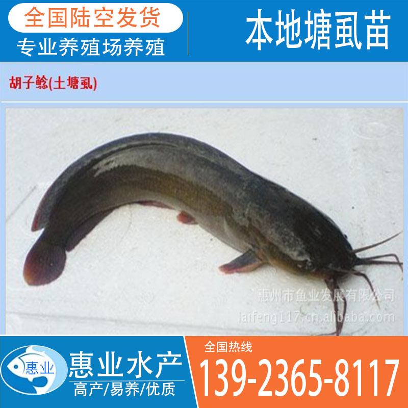 供應本地淡水魚塘虱苗 苗
