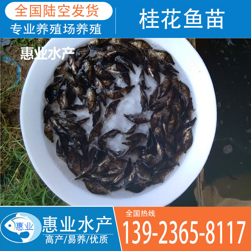 廠家批發(fā)桂花魚苗 淡水魚苗