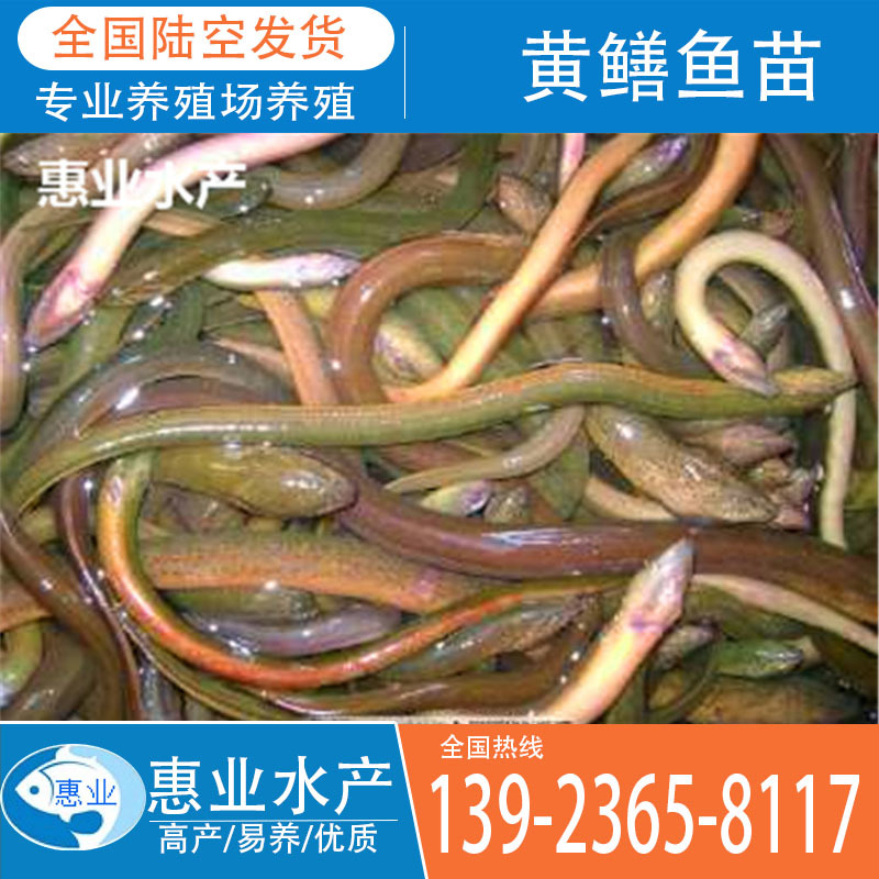 廠家批發黃鱔魚苗 淡水魚苗
