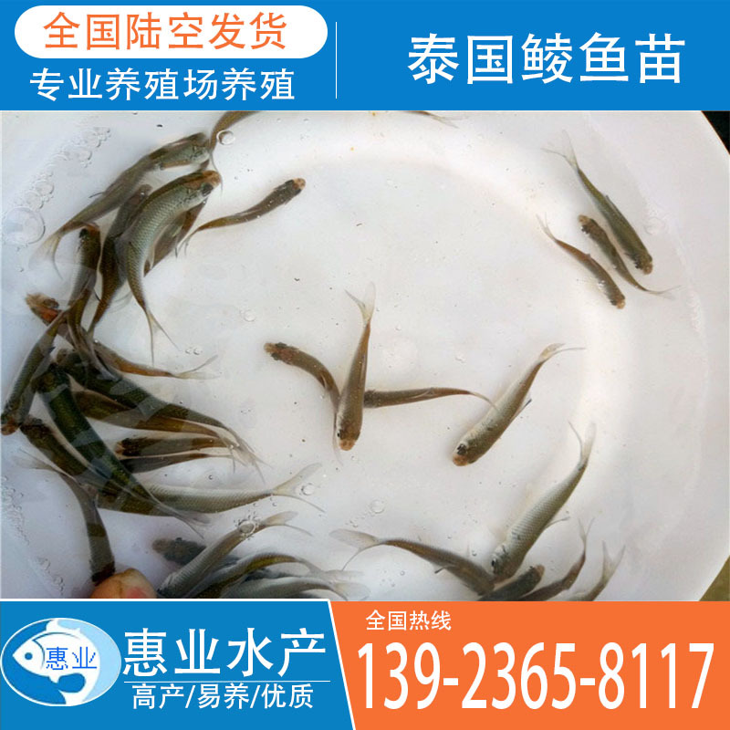 廠家批發(fā)泰國鯪魚苗 淡水魚苗
