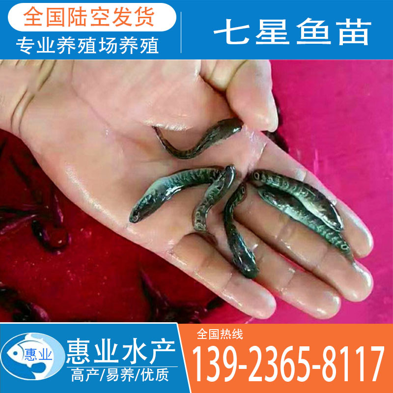 廠家批發七星魚苗 淡水魚苗