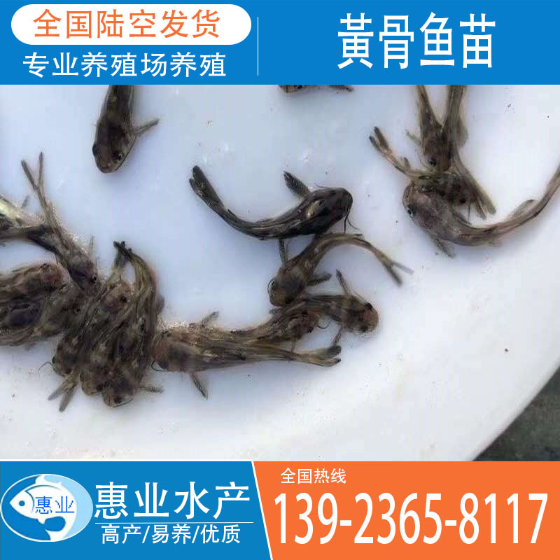 全雄黃骨魚苗 雜交黃骨魚苗