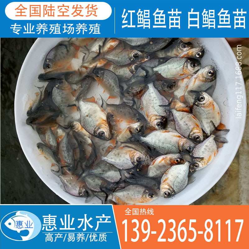 紅鯧魚苗 白鯧魚苗