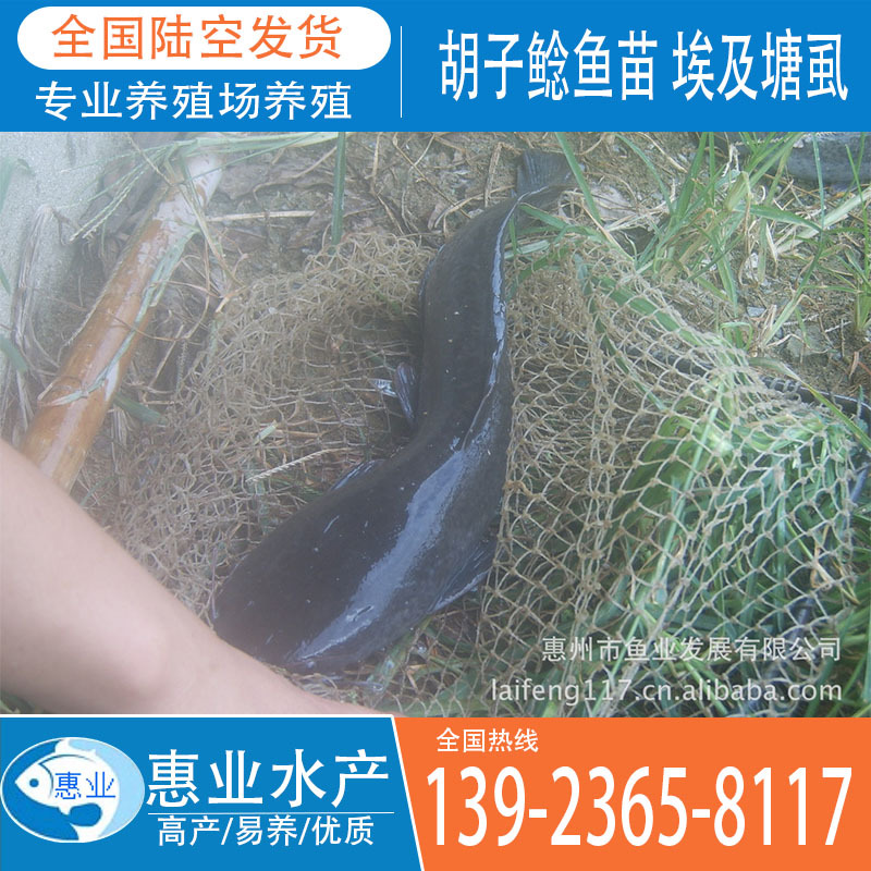 大量供應快大革胡子鯰魚苗 埃及塘虱 魚苗 及成品魚