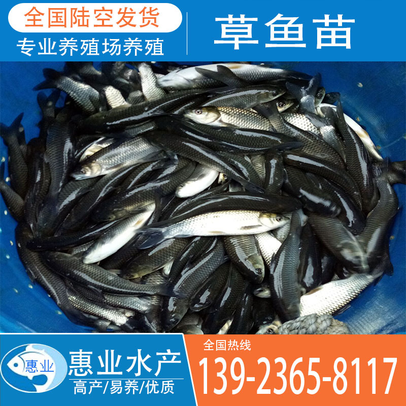 草魚苗 淡水魚苗出售