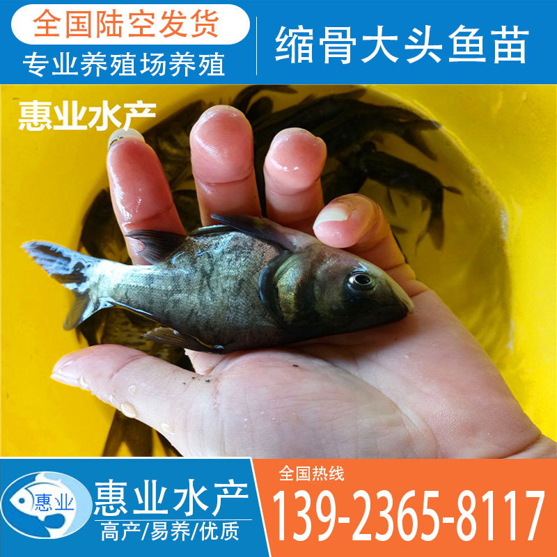 廠家批發縮骨大頭魚苗 淡水魚苗