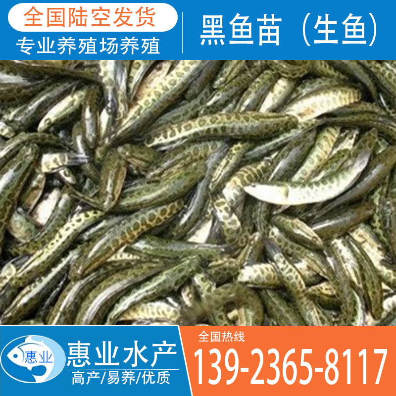 供應黑魚苗 生魚苗 雜交生魚苗 淡水魚苗