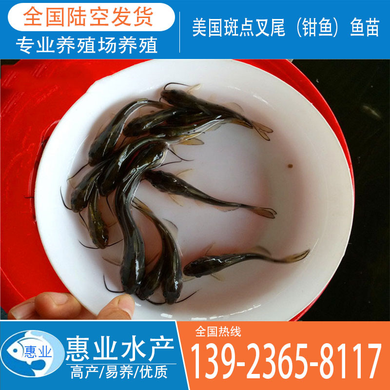 廠家批發(fā)美國斑點叉尾魚苗 鉗魚魚苗 淡水魚苗