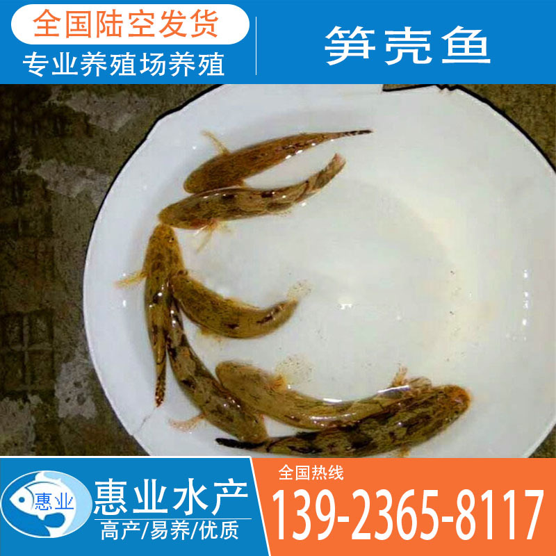 廠家批發(fā)筍殼魚苗 淡水魚苗