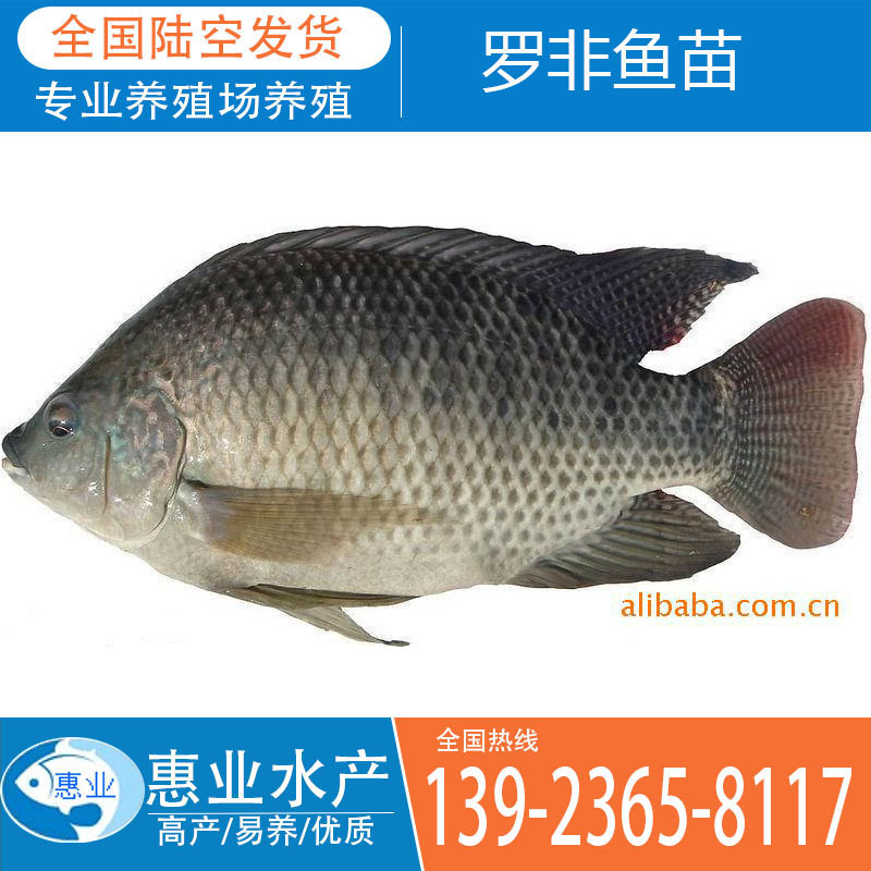 供應羅非魚苗