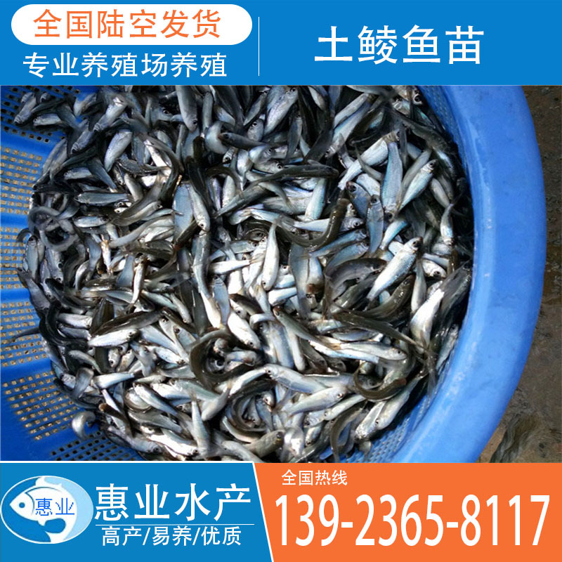廠家批發土鯪魚苗 淡水魚苗