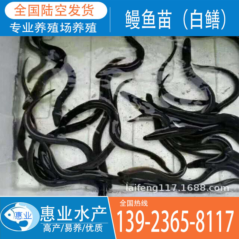 鰻魚苗（白鱔）