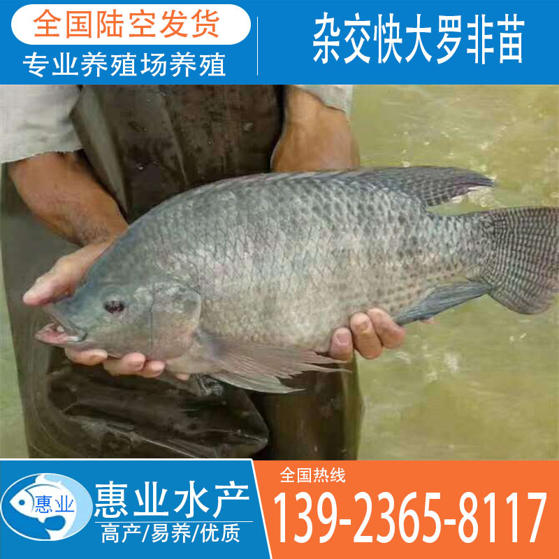 惠業雜交快大羅非苗