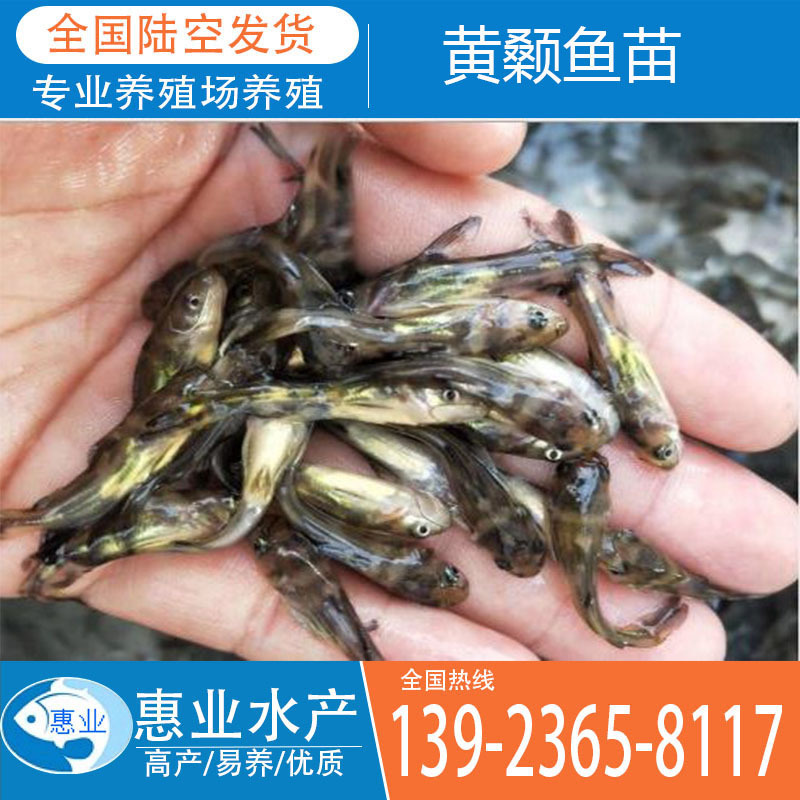 大量供應黃顙魚