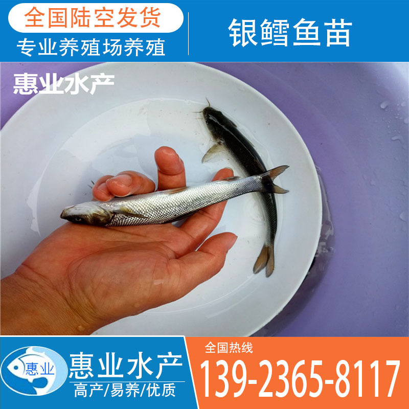 廠家批發銀鱈魚苗 淡水魚苗