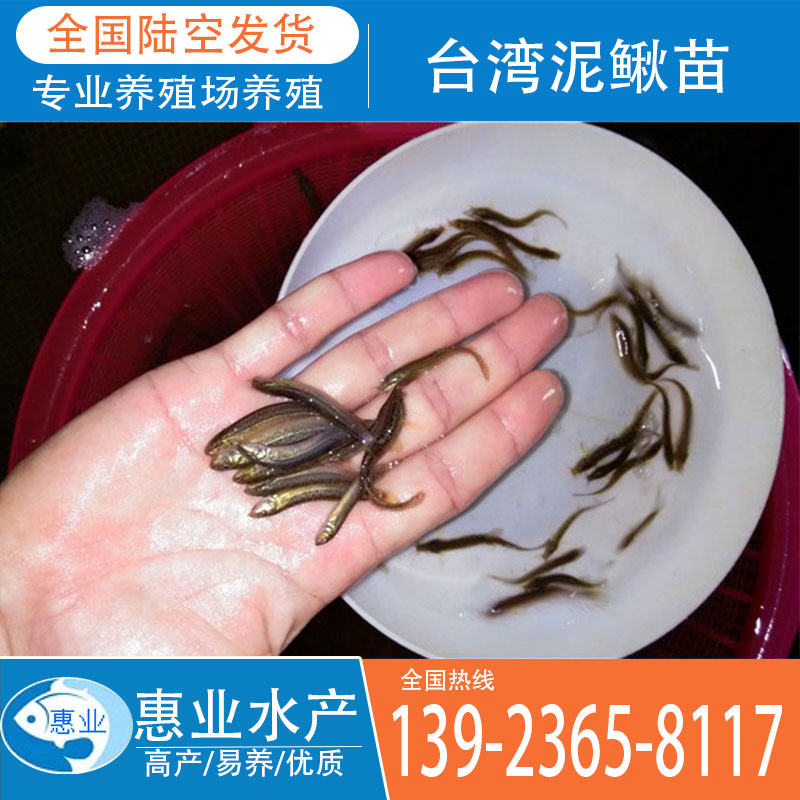 廠家批發臺灣泥鰍苗 淡水魚苗