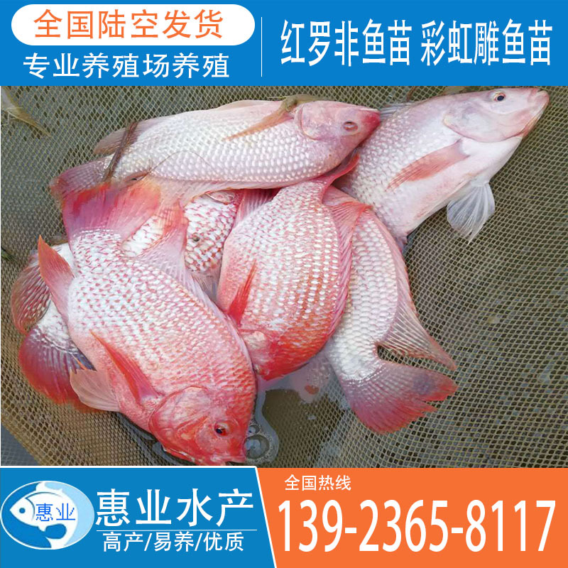 彩虹鯛 紅羅非魚苗 淡水魚苗出售