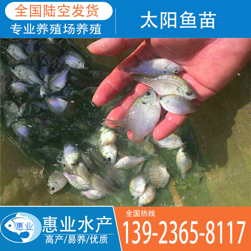 廠家批發太陽魚苗 淡水魚苗