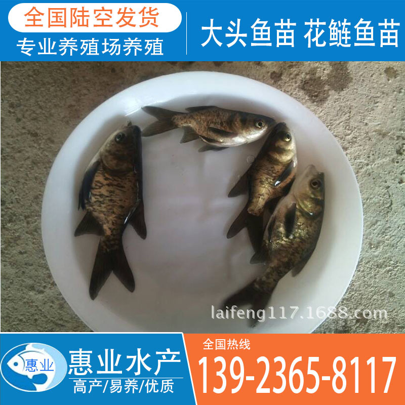 大頭魚苗 花鰱魚苗 淡水魚苗出售