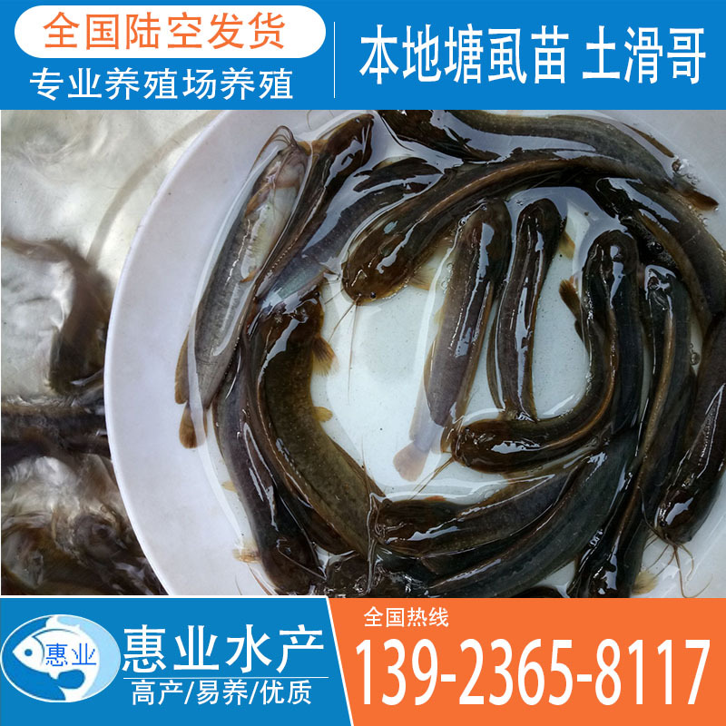 本地塘虱苗 土滑哥 淡水魚苗出售
